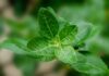 Ashwagandha: wspomaga ciało i umysł ashwagandha, witania ospała