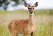 Czy ikra ze śledzia jest zdrowa? Czy ikra ze śledzia jest zdrowa?