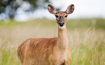 Czy ikra ze śledzia jest zdrowa?