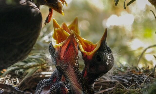 Czym najlepiej karmić króliki?