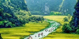 Co zamiast kołnierza dla psa?