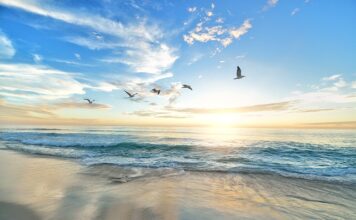 Czy ptakom jest zimno?