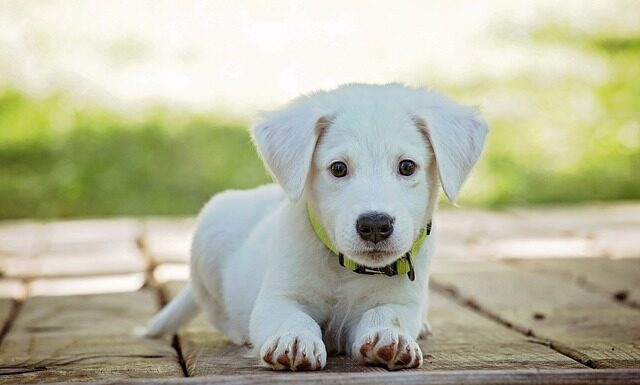 Jak prawidłowo założyć kołnierz dla psa? Jak prawidłowo założyć kołnierz dla psa?