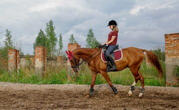 Jak długo można trzymać psa w kojcu?