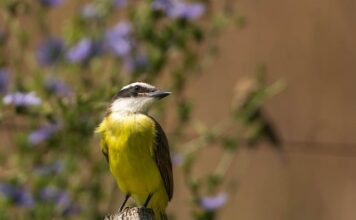 Czy kisiel oczyszcza jelita? Czy kisiel oczyszcza jelita?