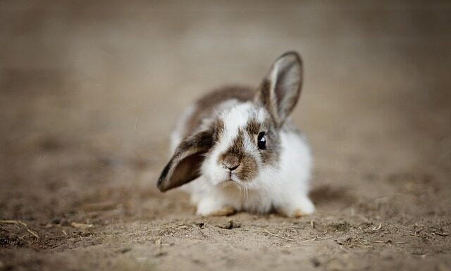 Czy króliki mogą jeść banany?