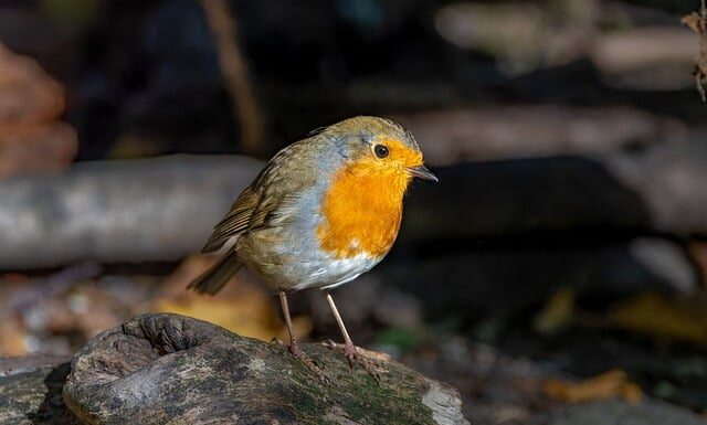 Co zrobić żeby kisiel był bardziej gęsty? Co zrobić żeby kisiel był bardziej gęsty?