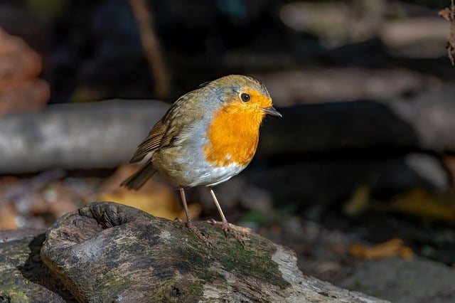 Co zrobić żeby kisiel był bardziej gęsty? Co zrobić żeby kisiel był bardziej gęsty?