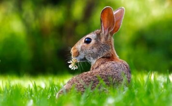 Czy królik może jeść maliny?