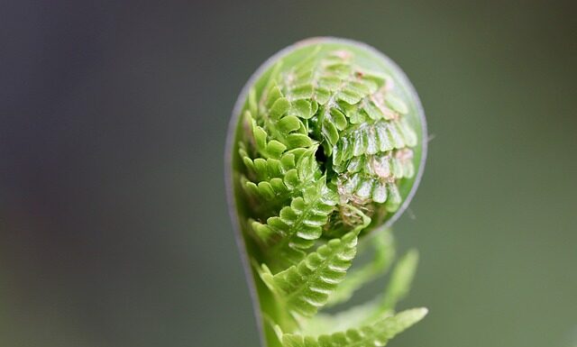 Czy zwykłe nasiona nadają się na kiełki? Czy zwykłe nasiona nadają się na kiełki?