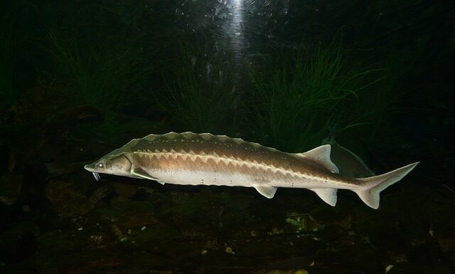 Jak podać jesiotra?