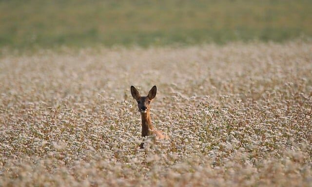 Jaka kasza jest najlepsza na cholesterol?