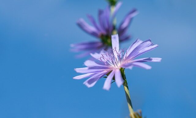 Czy cykoria powoduje wzdęcia?