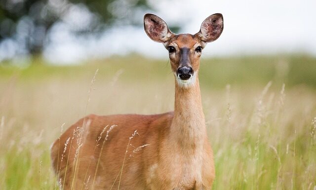 Czy ikra z karpia jest jadalna?