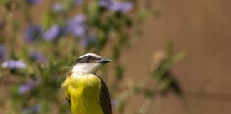 Czy kisiel jest zdrowy dla dzieci?