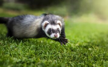 Czy fretka domowa uczula? Czy fretka domowa uczula?