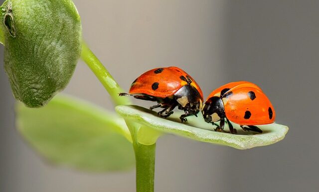 Czy w Biedronce jest matcha? Czy w Biedronce jest matcha?