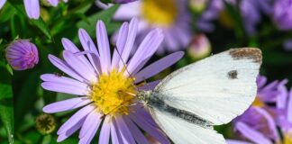 Czy mączka chleba świętojańskiego uczula?