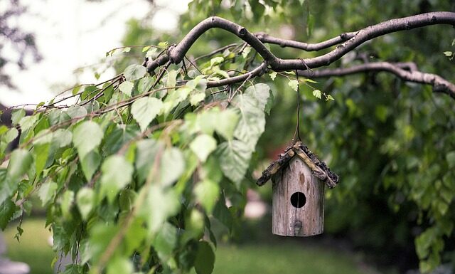 Czym można pomalować karmnik dla ptaków? Czym można pomalować karmnik dla ptaków?