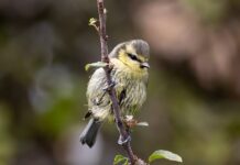 Czy sikorki mogą jeść płatki owsiane?