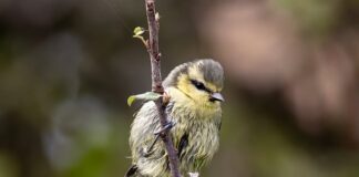 Czy sikorki mogą jeść płatki owsiane?