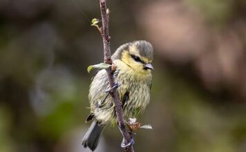 Czy sikorki mogą jeść płatki owsiane?