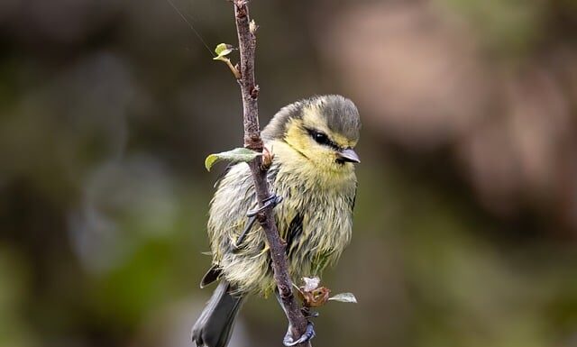 Czy sikorki mogą jeść płatki owsiane? Czy sikorki mogą jeść płatki owsiane?