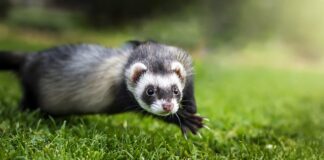 Ile lat żyją fretki domowe?