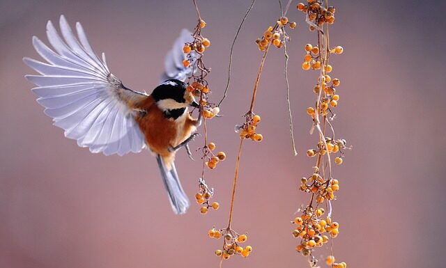 Jak powiesić kule dla ptaków?