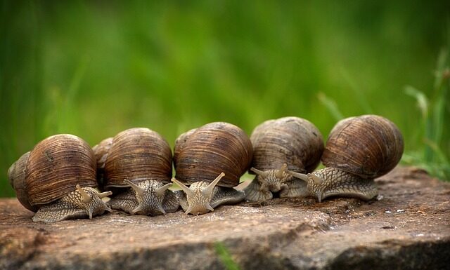 Czego boją się ślimaki? Czego boją się ślimaki?