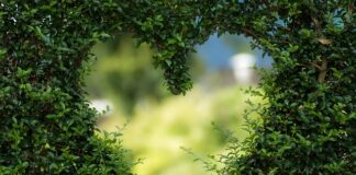 Gdzie kupić zieloną kawę na odchudzanie?