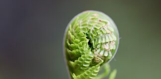 Kiedy najlepiej jeść kiełki?