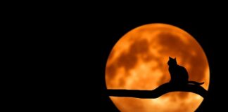 Ile musi mieć kot do kastracji?