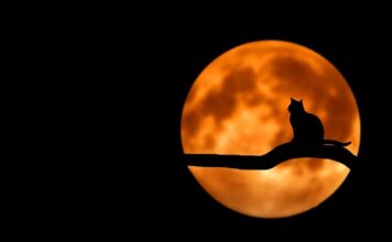 Ile musi mieć kot do kastracji? Ile musi mieć kot do kastracji?