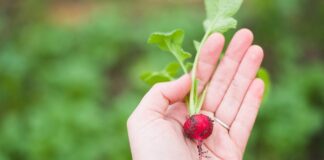 Czy warto jeść rzodkiewkę?