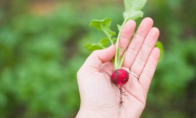 Czy warto jeść rzodkiewkę? Czy warto jeść rzodkiewkę?