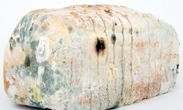 Czym dezynfekować Klatki dla królików? Czym dezynfekować Klatki dla królików?