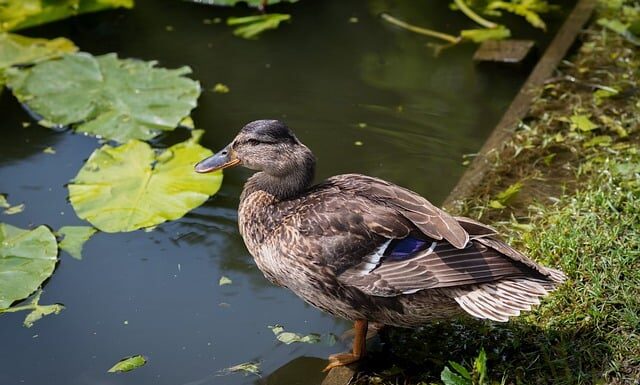 Z jakiej ikry czarny kawior krzyżówka?