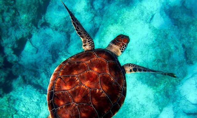 Gdzie się kupuje zwierzęta? Gdzie się kupuje zwierzęta?