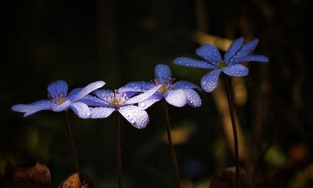 Jak kawa wpływa na wątrobę?