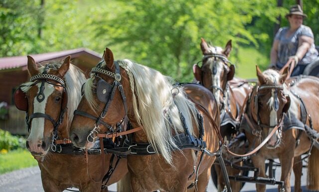 Gdzie kupić klatkę dla fretki? Gdzie kupić klatkę dla fretki?