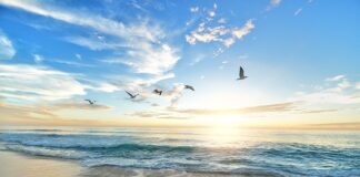 Czy ptaki mogą jeść płatki kukurydziane?