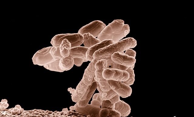 Kiedy pierwszy posiłek po sterylizacji?