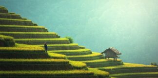 Czy ryż oczyszcza jelita?