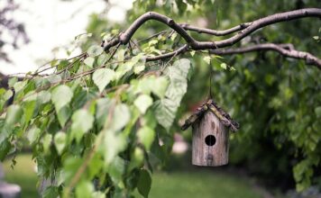 Jak zrobić duży karmnik dla ptaków?