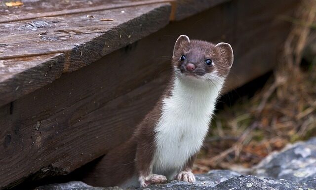 Czy łasice można trzymać w domu? Czy łasice można trzymać w domu?
