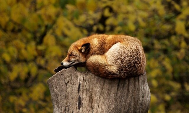 Czy spanie z psem to grzech?