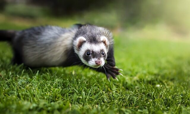 Ile kosztuje fretka w sklepie zoologicznym?