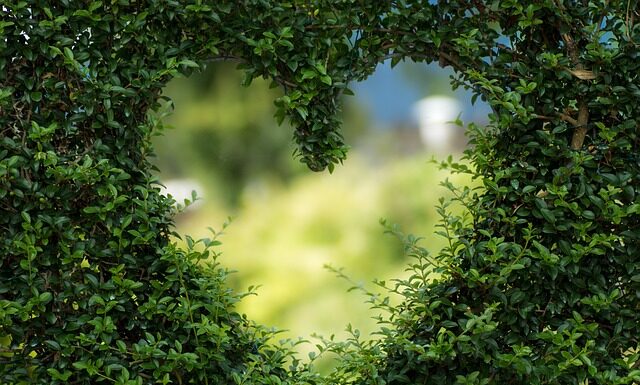 Czy zielona kawa obniża cholesterol? Czy zielona kawa obniża cholesterol?