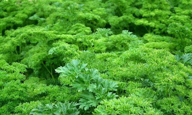 Ile pietruszki może jeść królik?